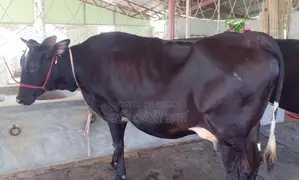 ১৩৫২ নং গাভী বিক্রয় হবে।