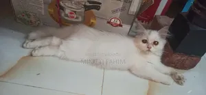 1-3 months Female Purebred Persian