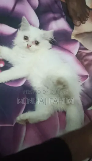 1-3 months Female Purebred Persian