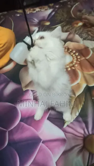 1-3 months Female Purebred Persian