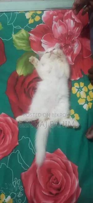 1-3 months Female Purebred Persian