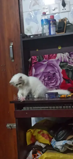 1-3 months Female Purebred Persian