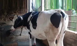 Cow number 1353, 9 months pregnant, for sale.