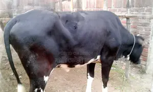 Ready heifer number 1354 for sale.