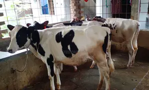 1355 No. 4 heifer calves for sale at a low price.