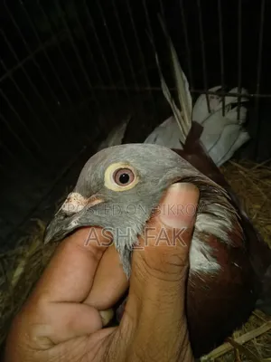 Red Checker Pigeon for Sale