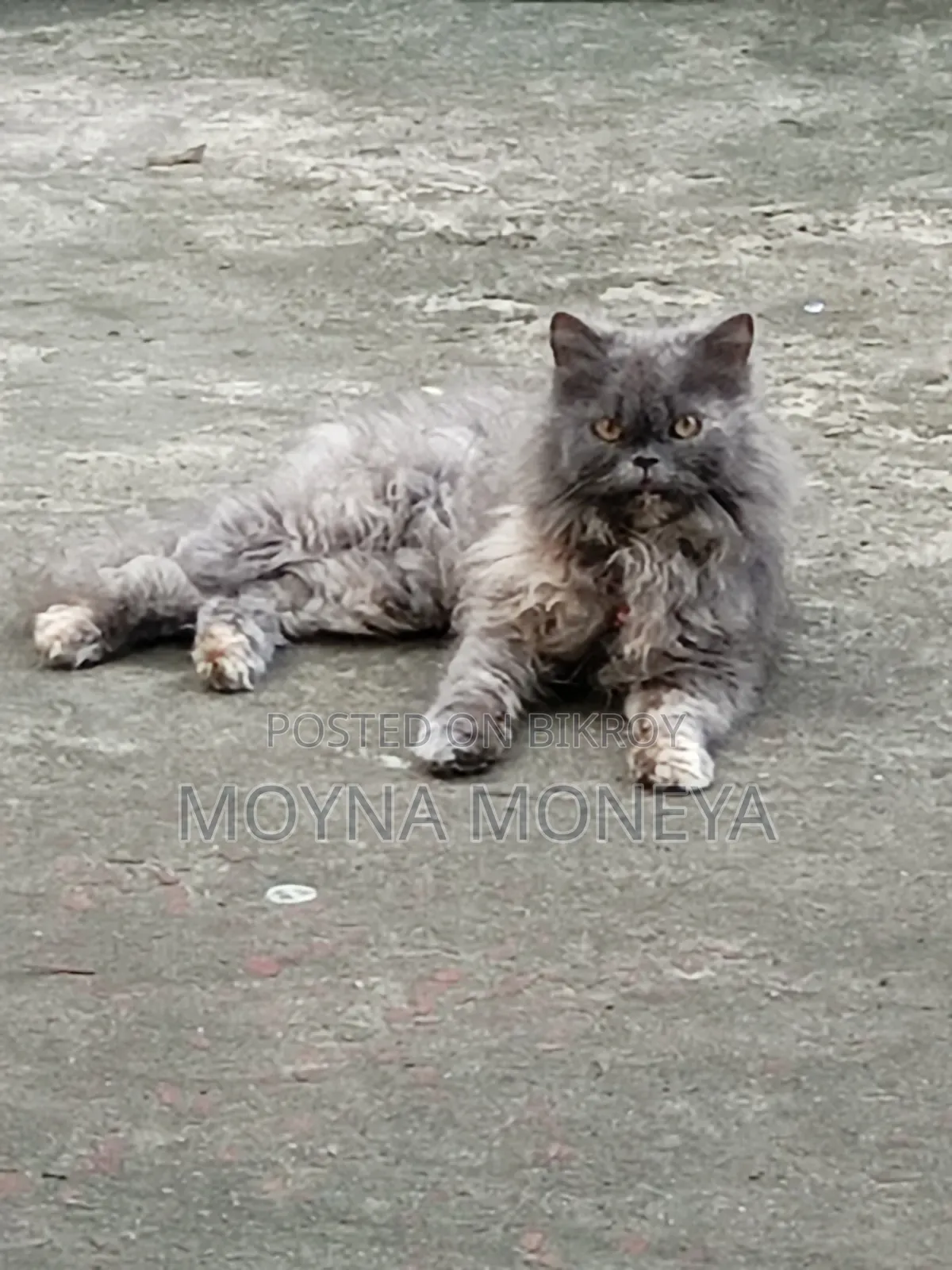 ১+ বছরের স্ত্রী পিওরব্রেড পার্সিয়ান