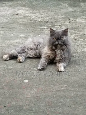 ১+ বছর বয়সী ফিমেল পিওরব্রেড পার্সিয়ান