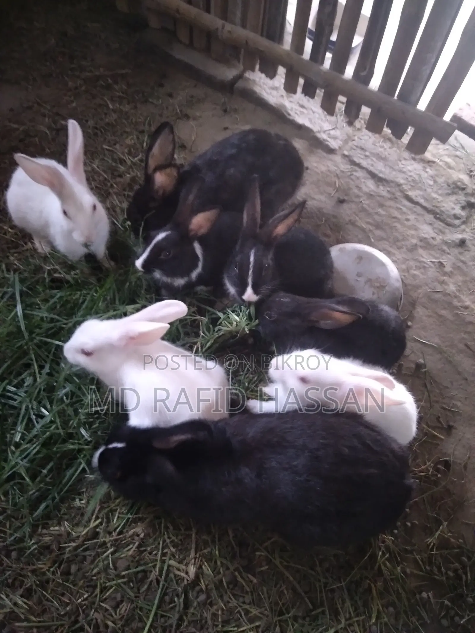 6 rabbits for sale