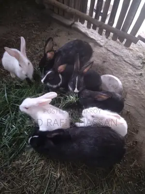 6 rabbits for sale