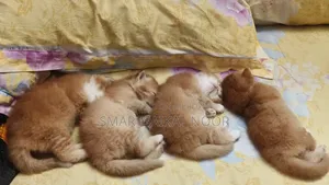 0-1 Month Female Purebred Exotic Cat