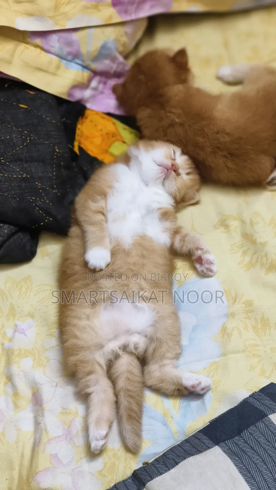 0-1 Month Female Purebred Exotic Cat
