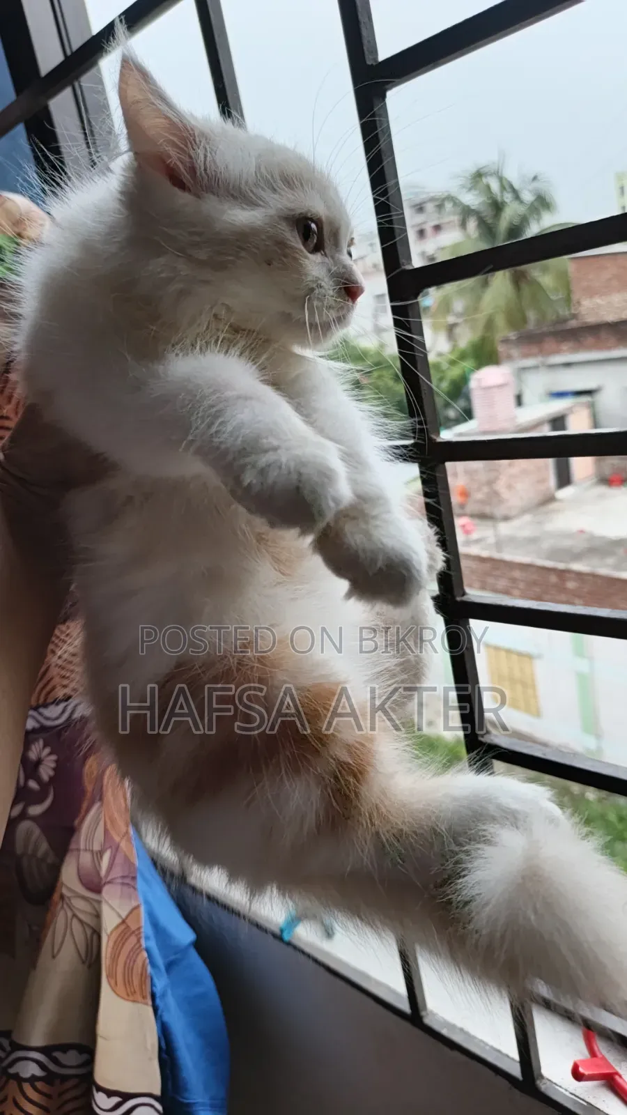 ১-৩ মাস বয়সী পুরুষ বিশুদ্ধ পার্সিয়ান বিড়াল