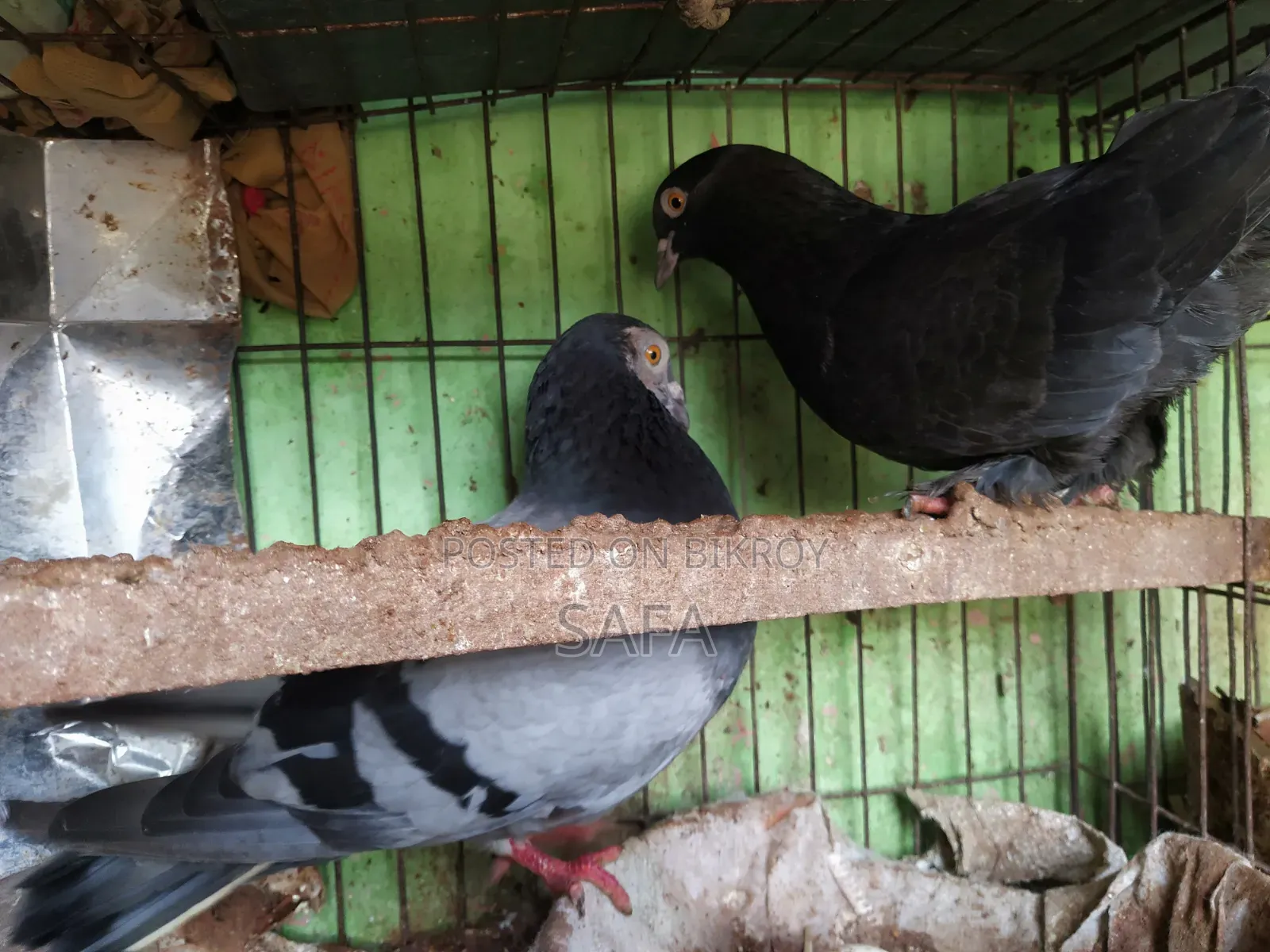 হোমার কবুতর