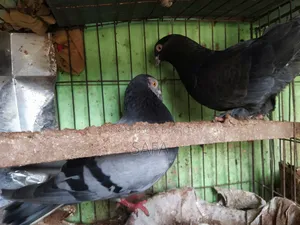 হোমার কবুতর