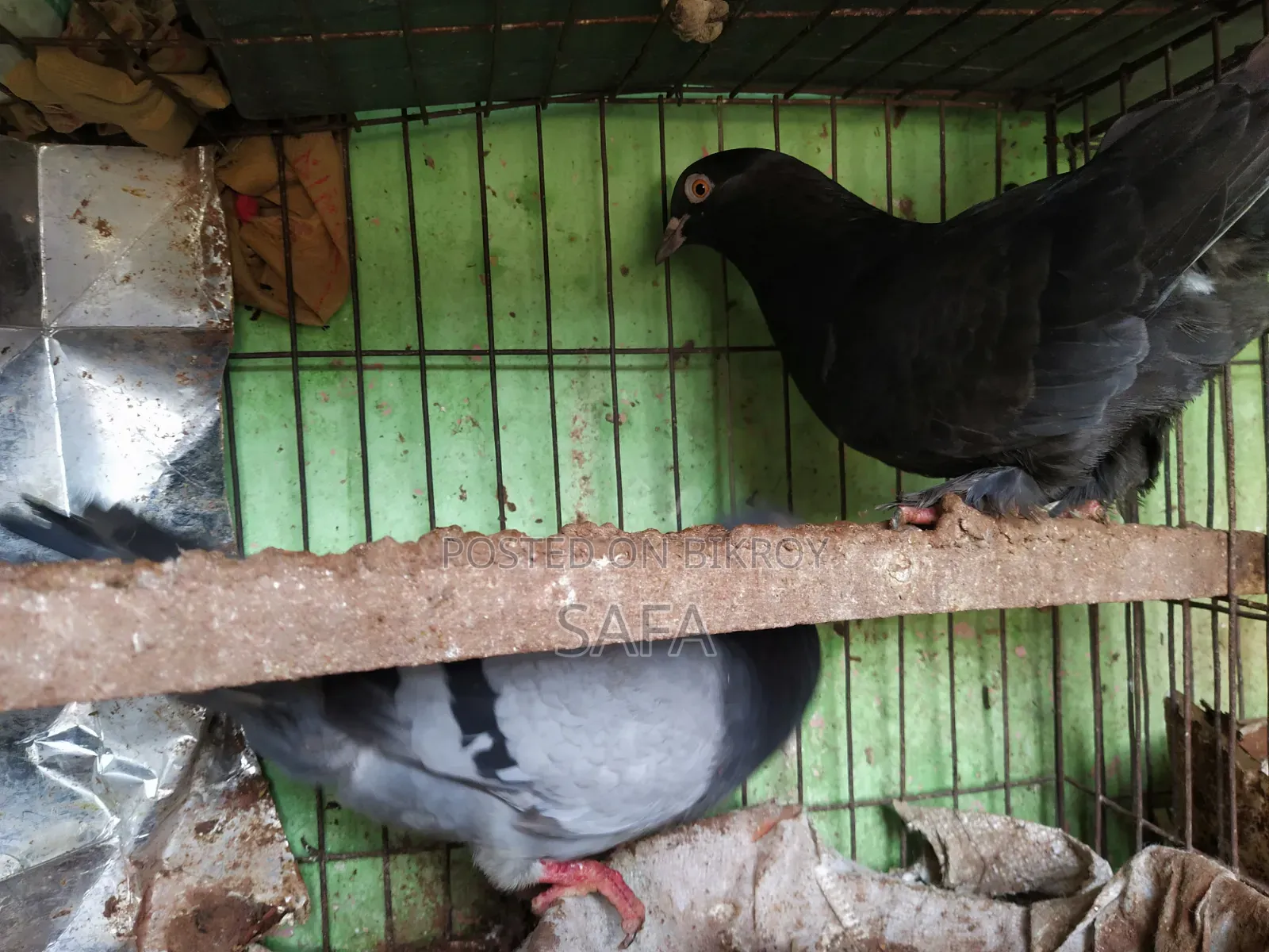 হোমার কবুতর