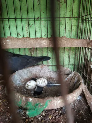 হোমার কবুতর