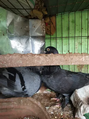 হোমার কবুতর