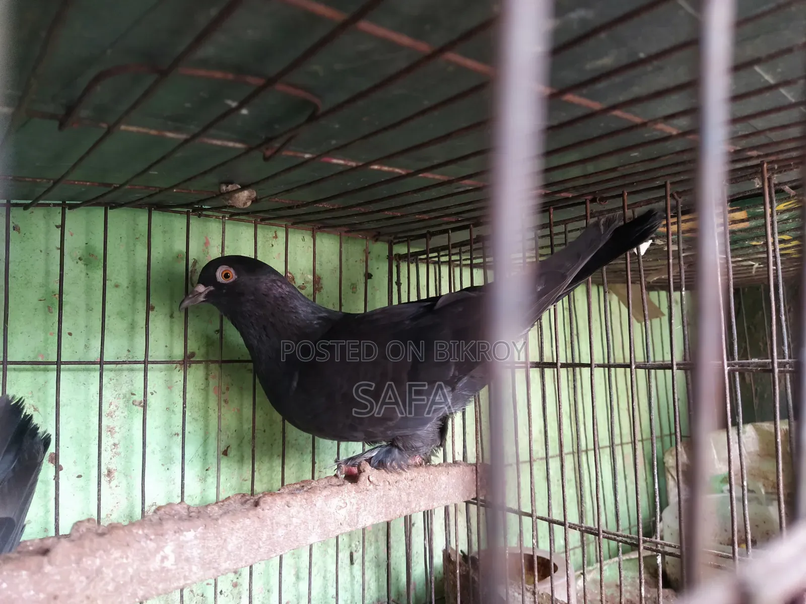 হোমার কবুতর