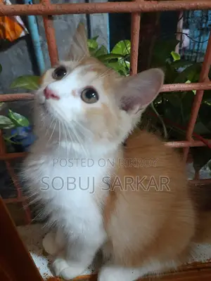 1-3 months Female Purebred Persian