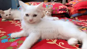 1-3 months Female Purebred Persian