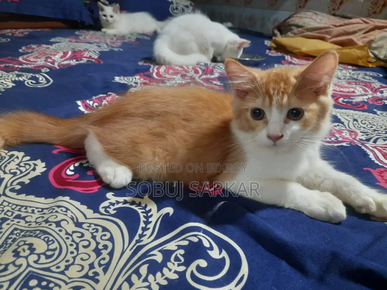 1-3 months Female Purebred Persian