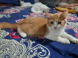 ১-৩ মাস বয়সী স্ত্রী খাঁটি পার্সিয়ান বিড়াল