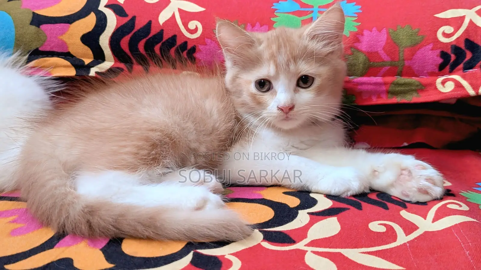 1-3 months Female Purebred Persian