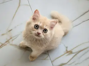 1-3 months Female Purebred Persian