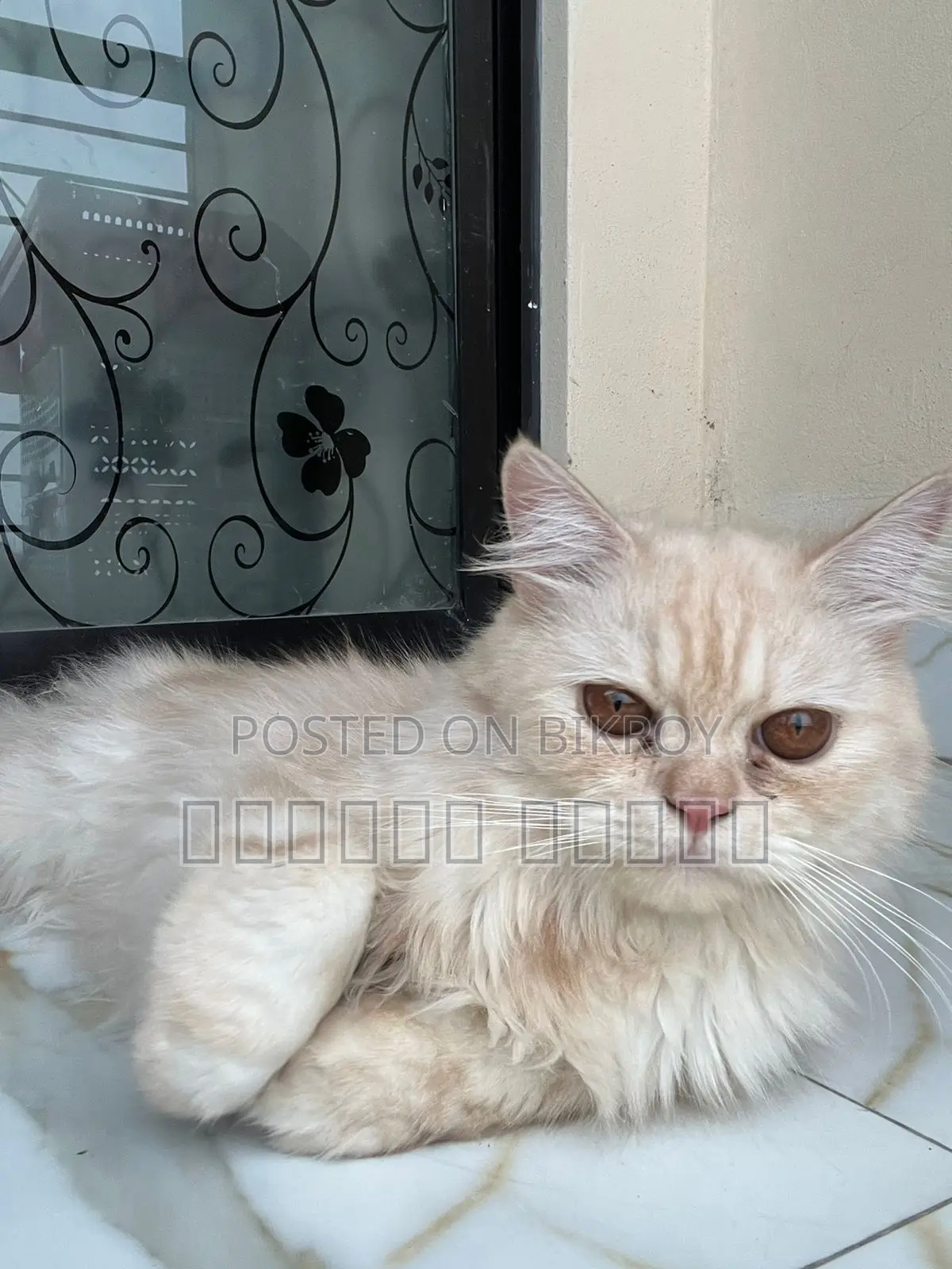 1-3 months Female Purebred Persian