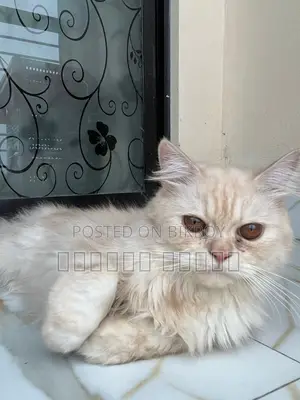 1-3 months Female Purebred Persian