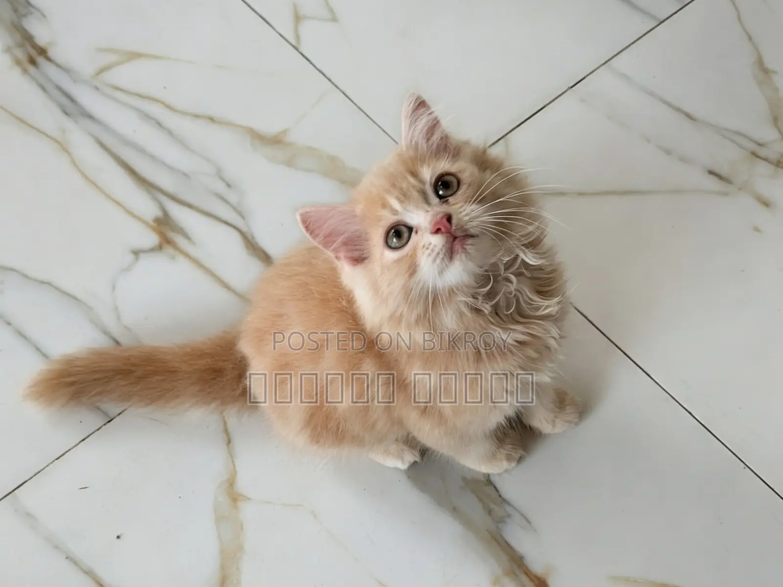 1-3 months Female Purebred Persian