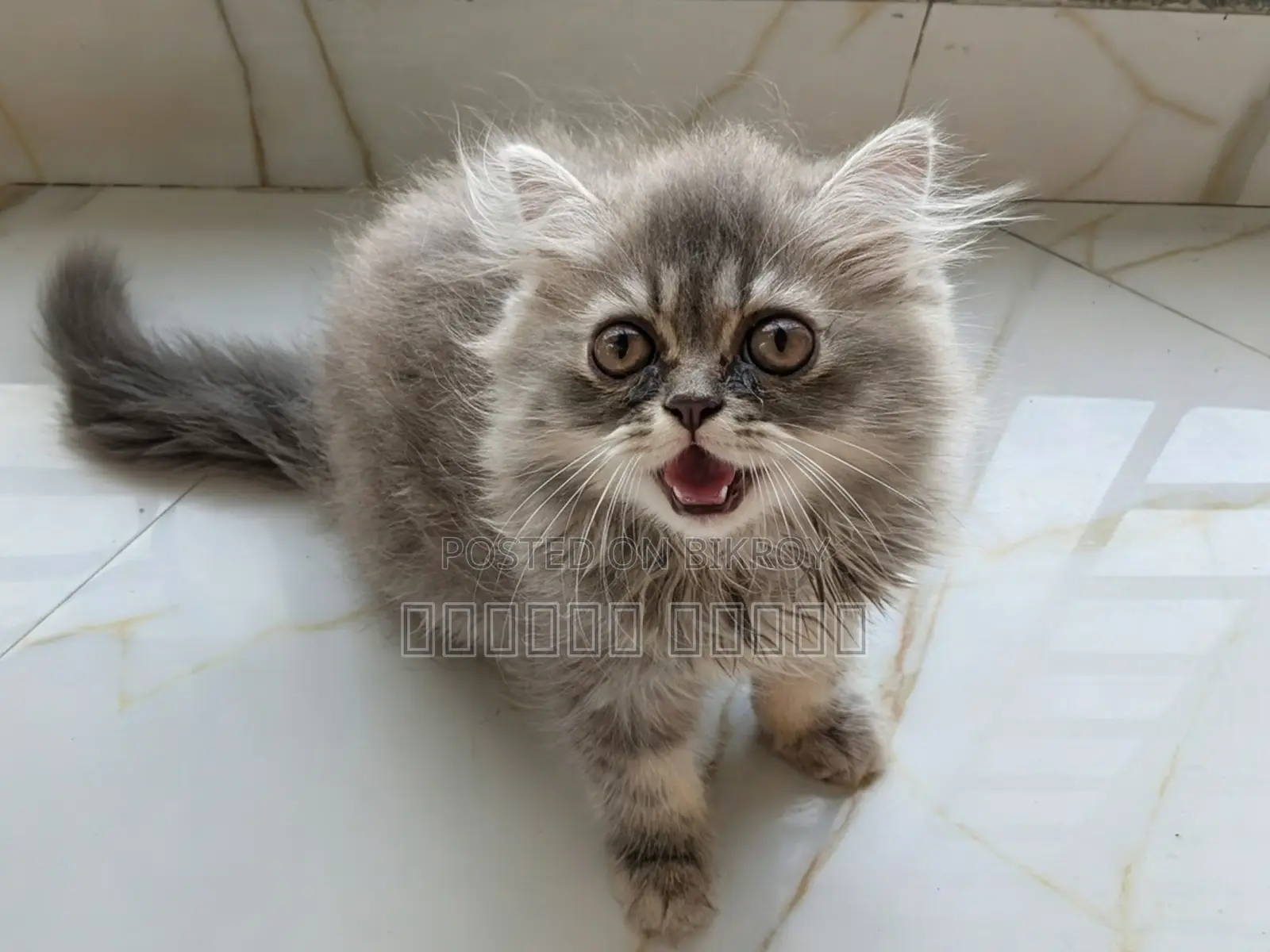1-3 months Female Purebred Persian