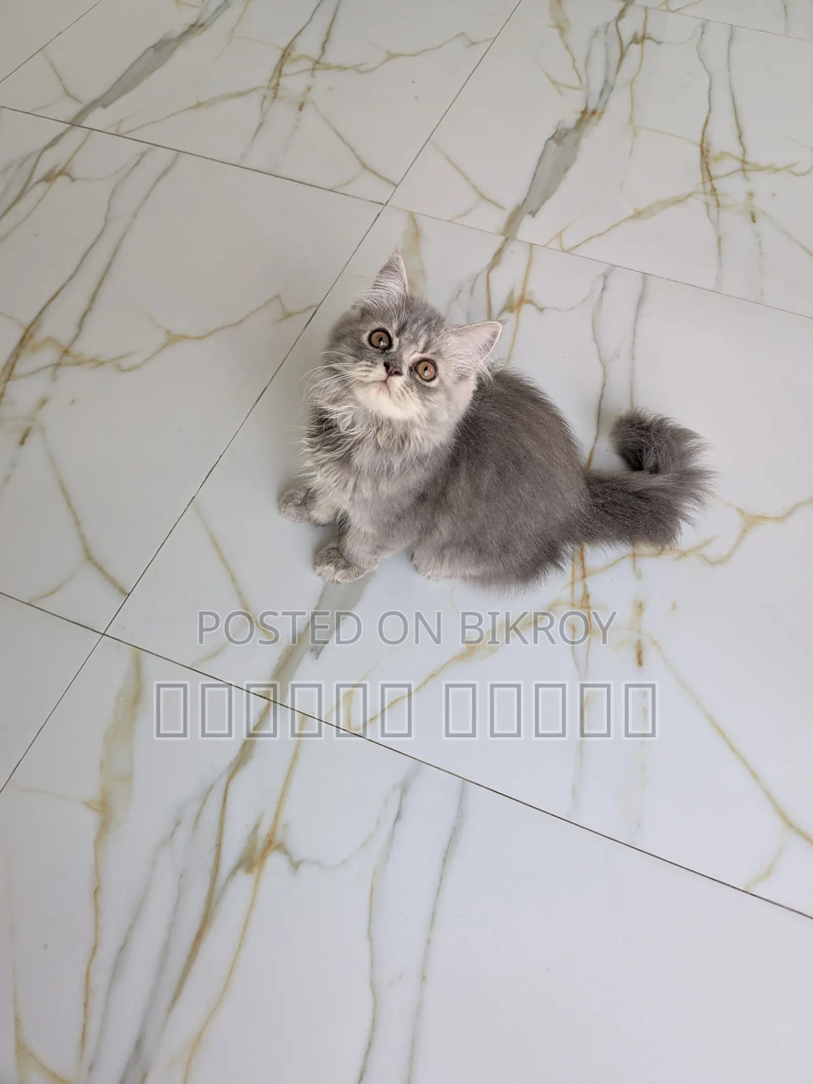 1-3 months Female Purebred Persian