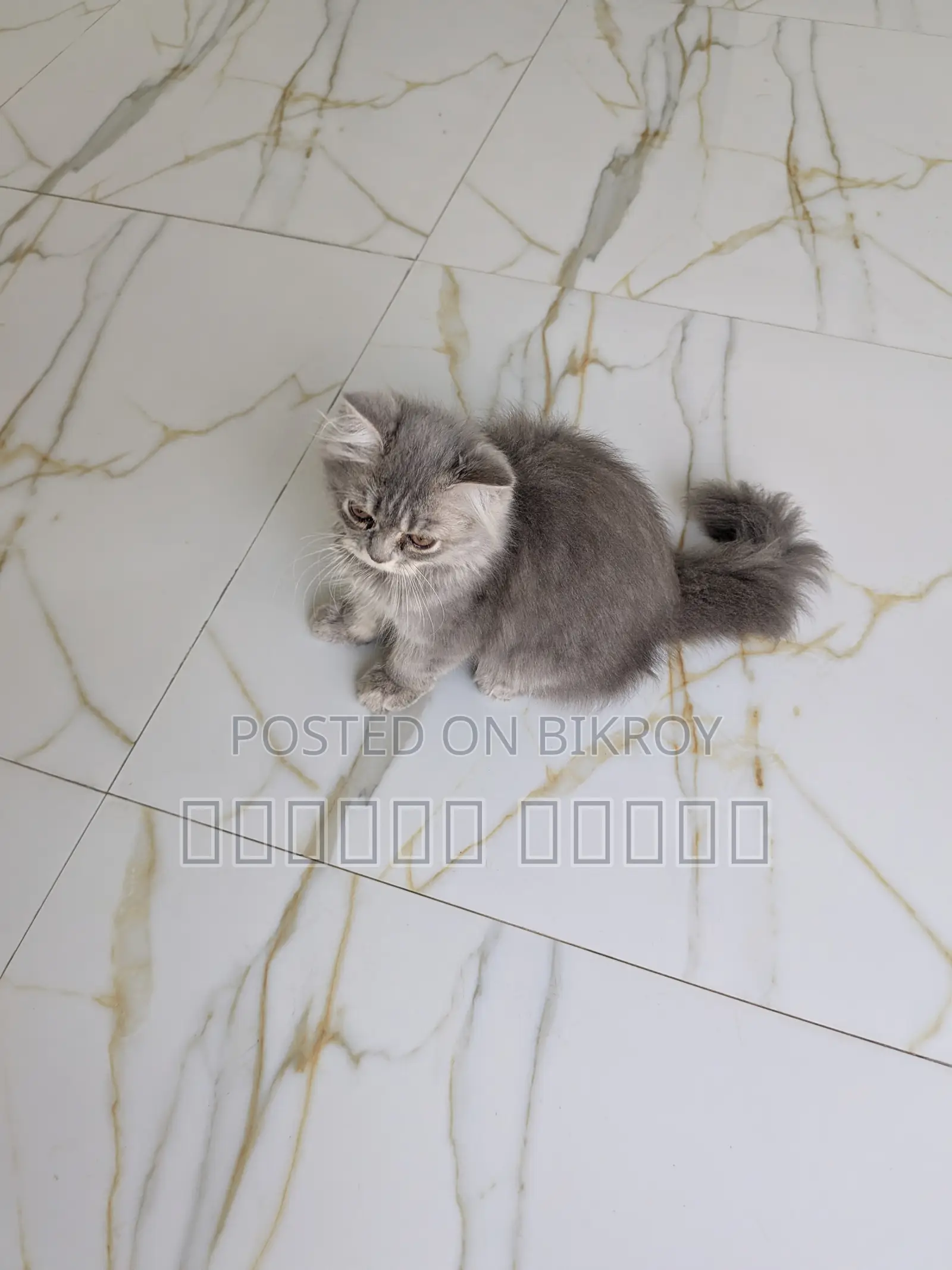 1-3 months Female Purebred Persian