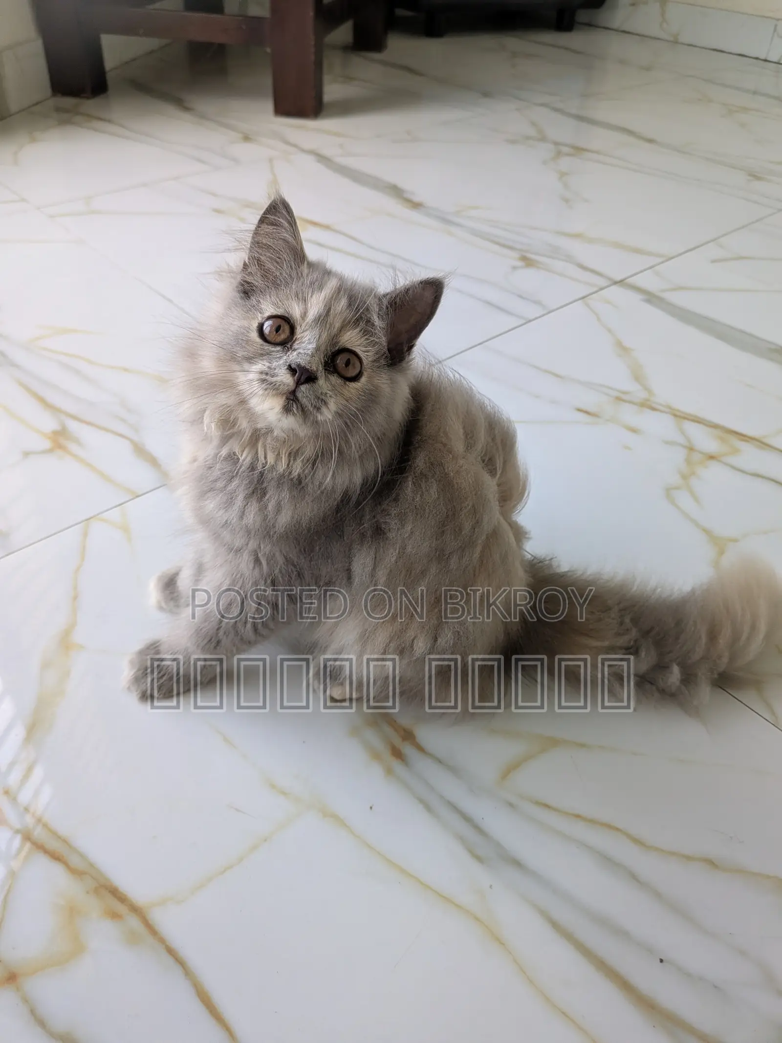 1-3 months Female Purebred Persian