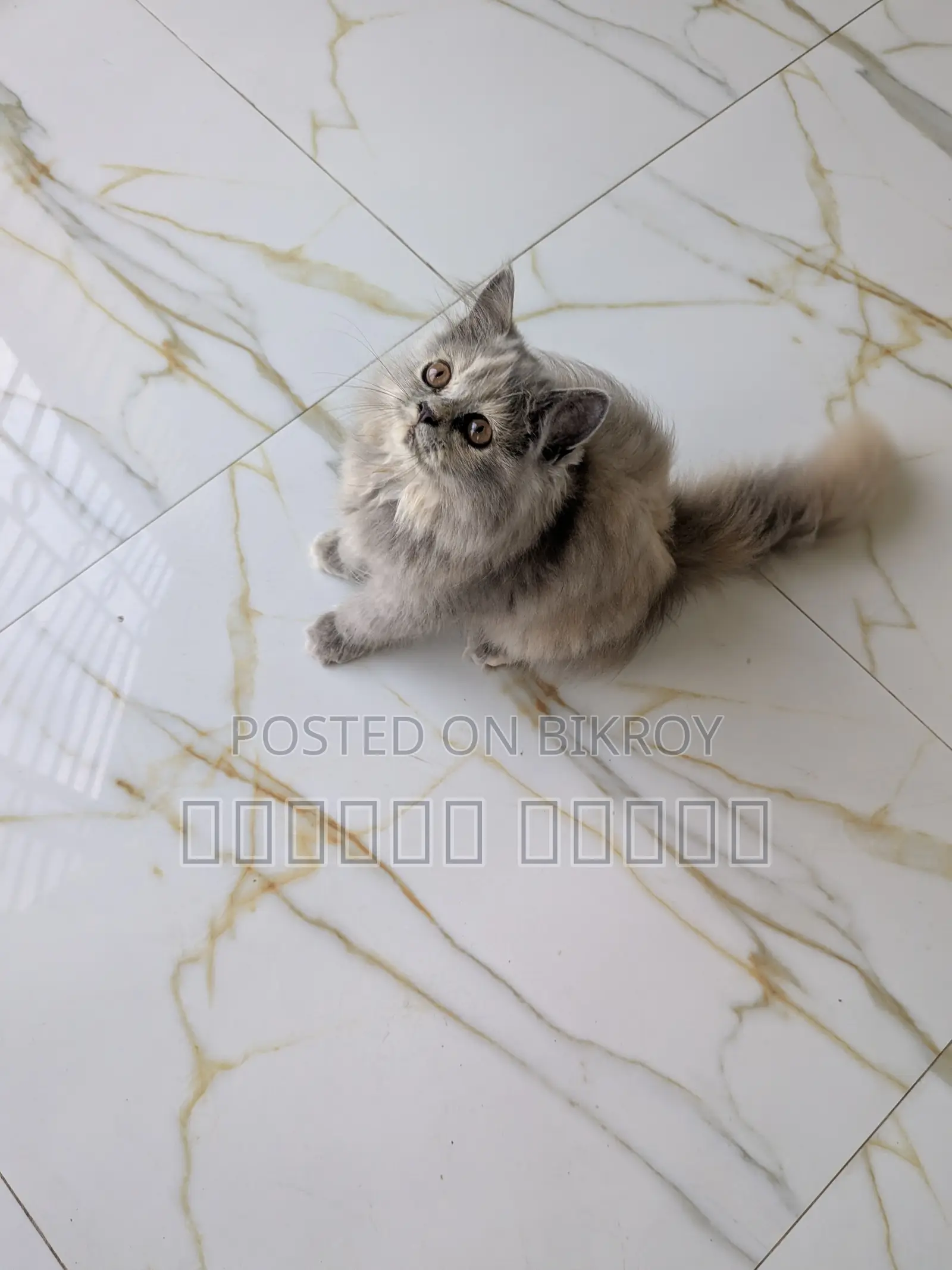 1-3 months Female Purebred Persian