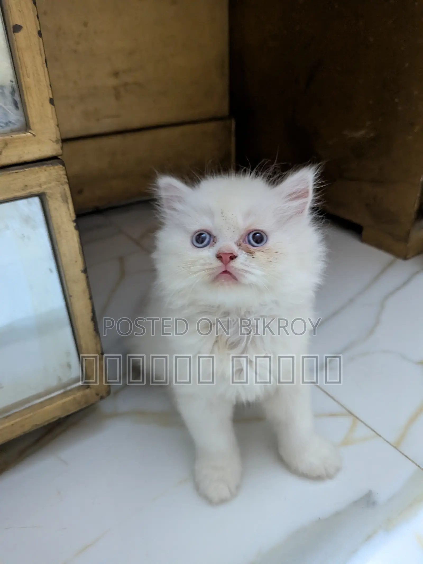 1-3 months Female Purebred Persian