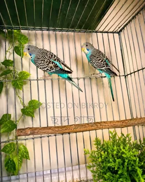বাজরিগার বিক্রি