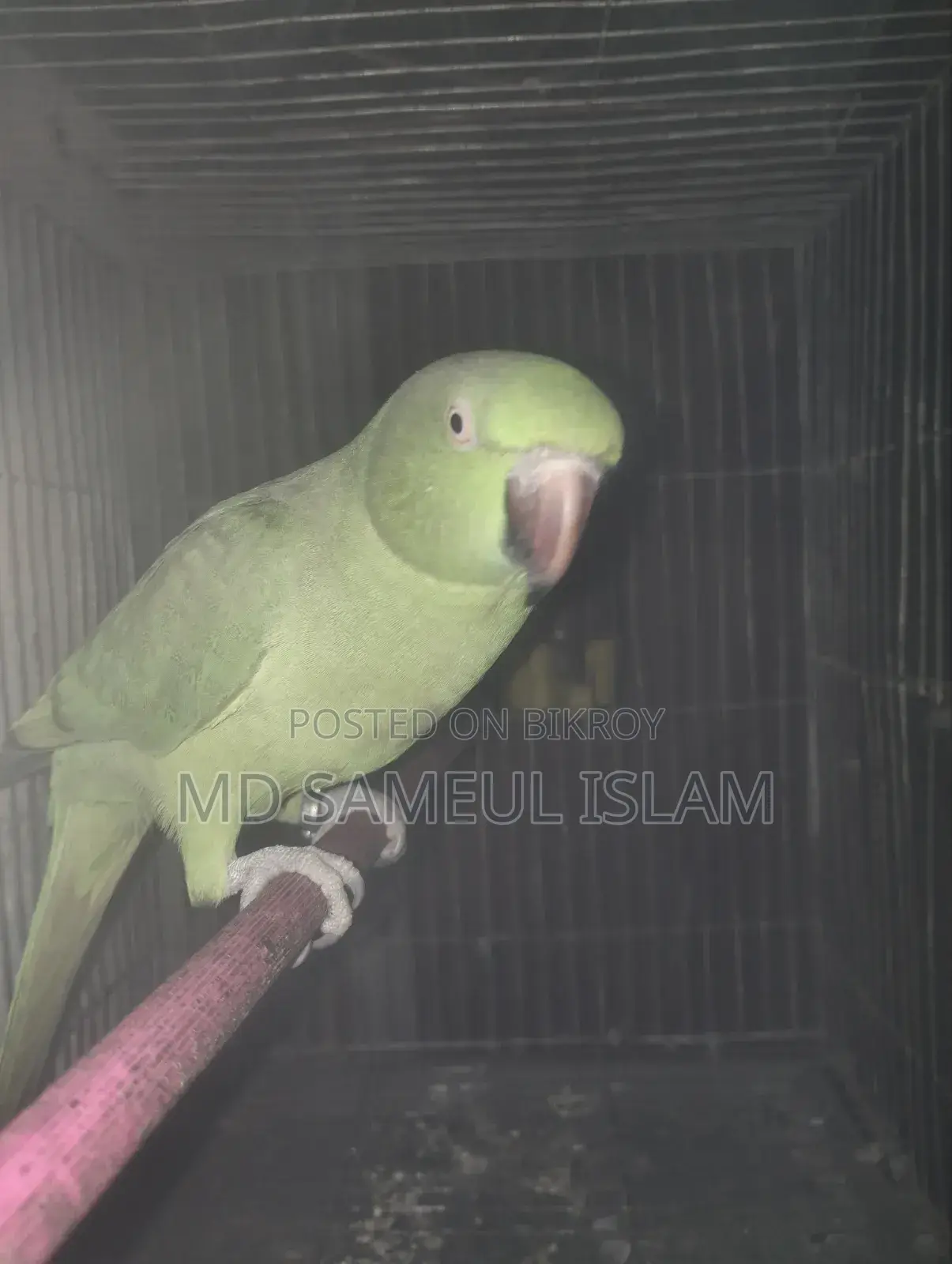 টিয়া পাখি
