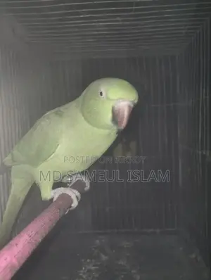 টিয়া পাখি
