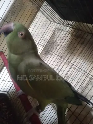 টিয়া পাখি