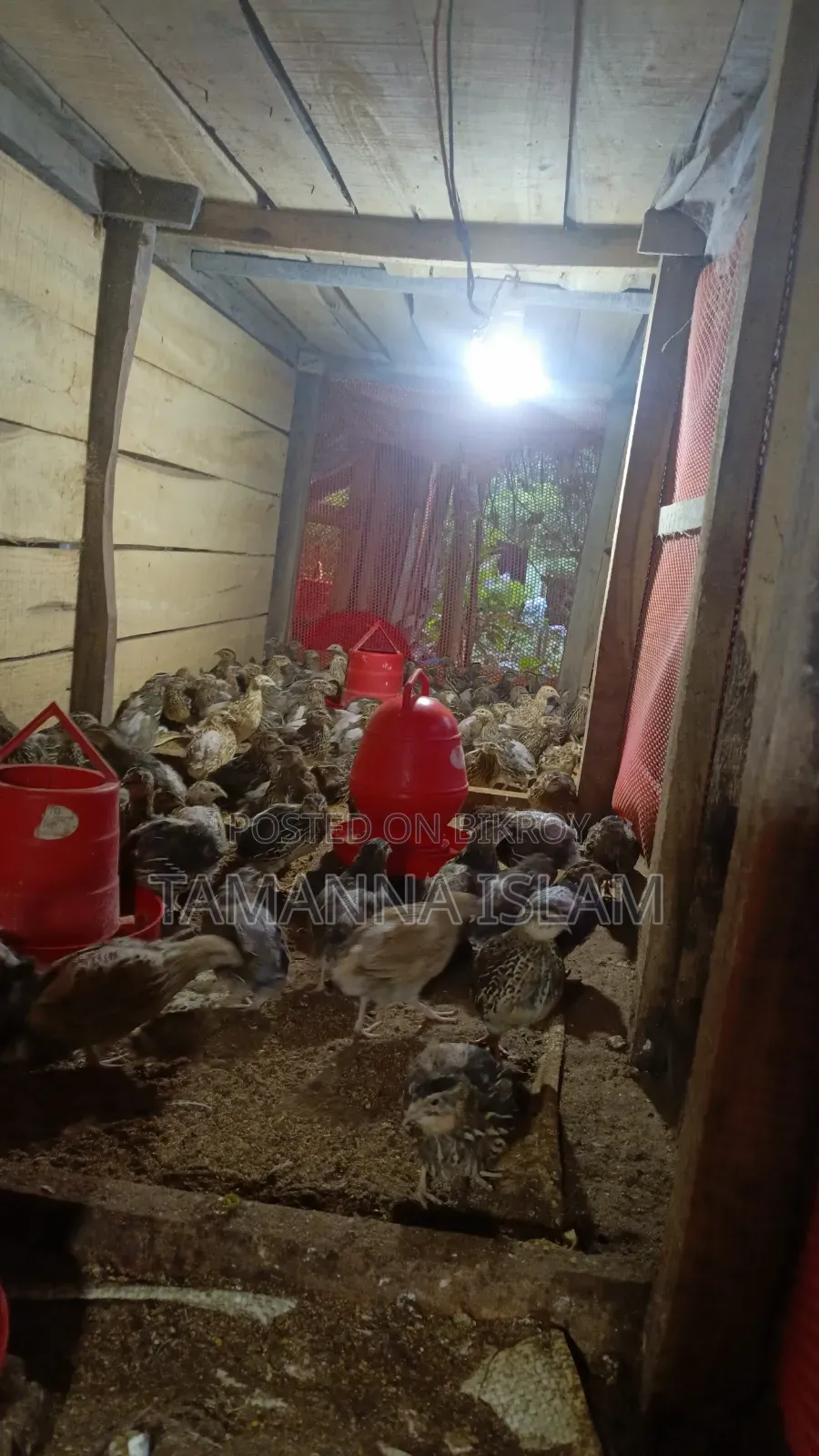 Running egg-laying quail birds