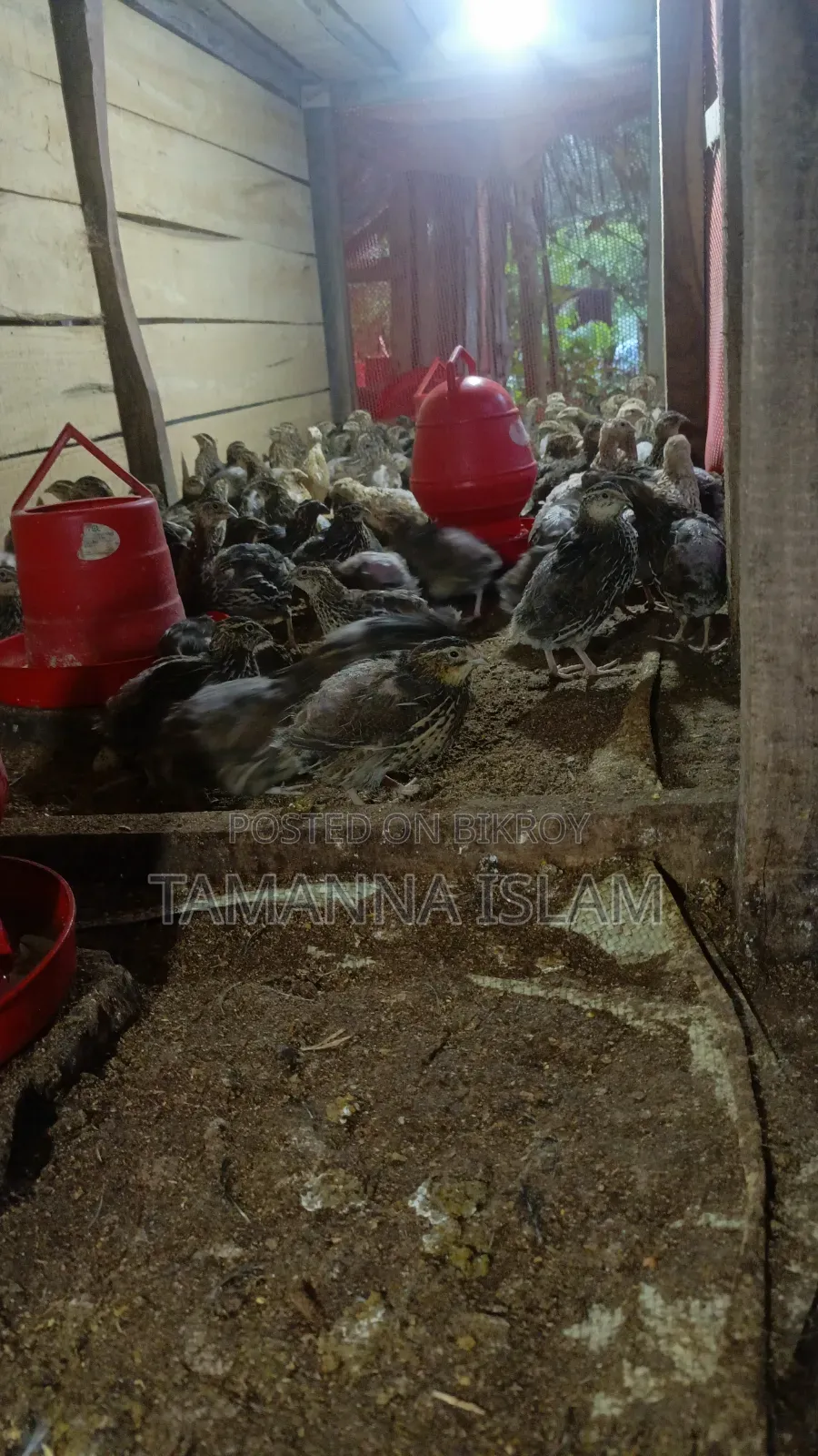 Running egg-laying quail birds