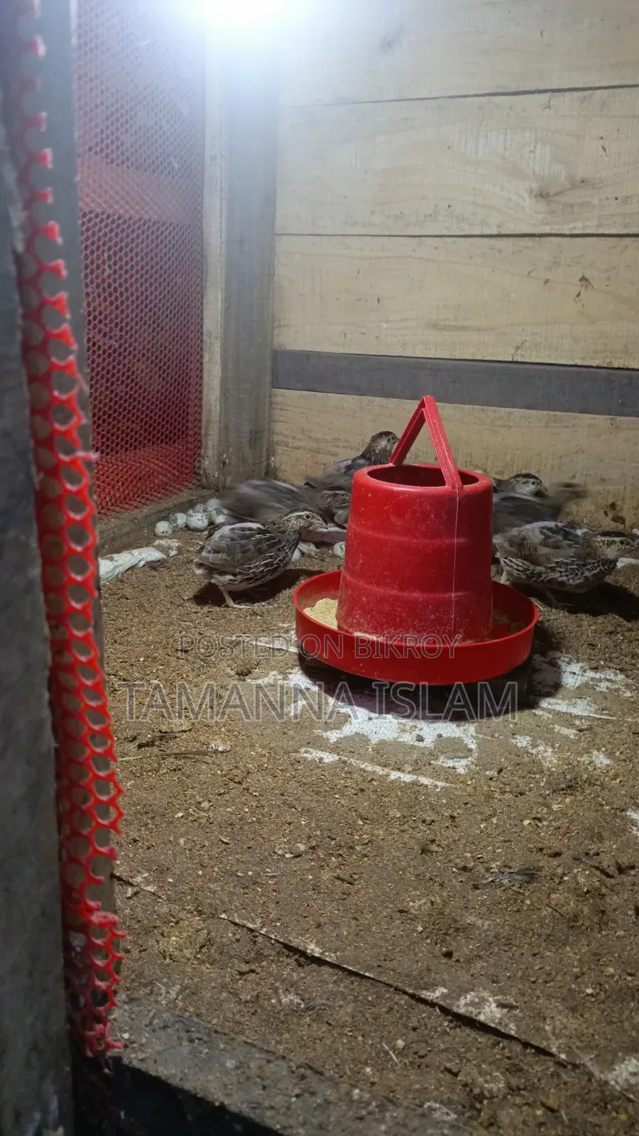 Running egg-laying quail birds