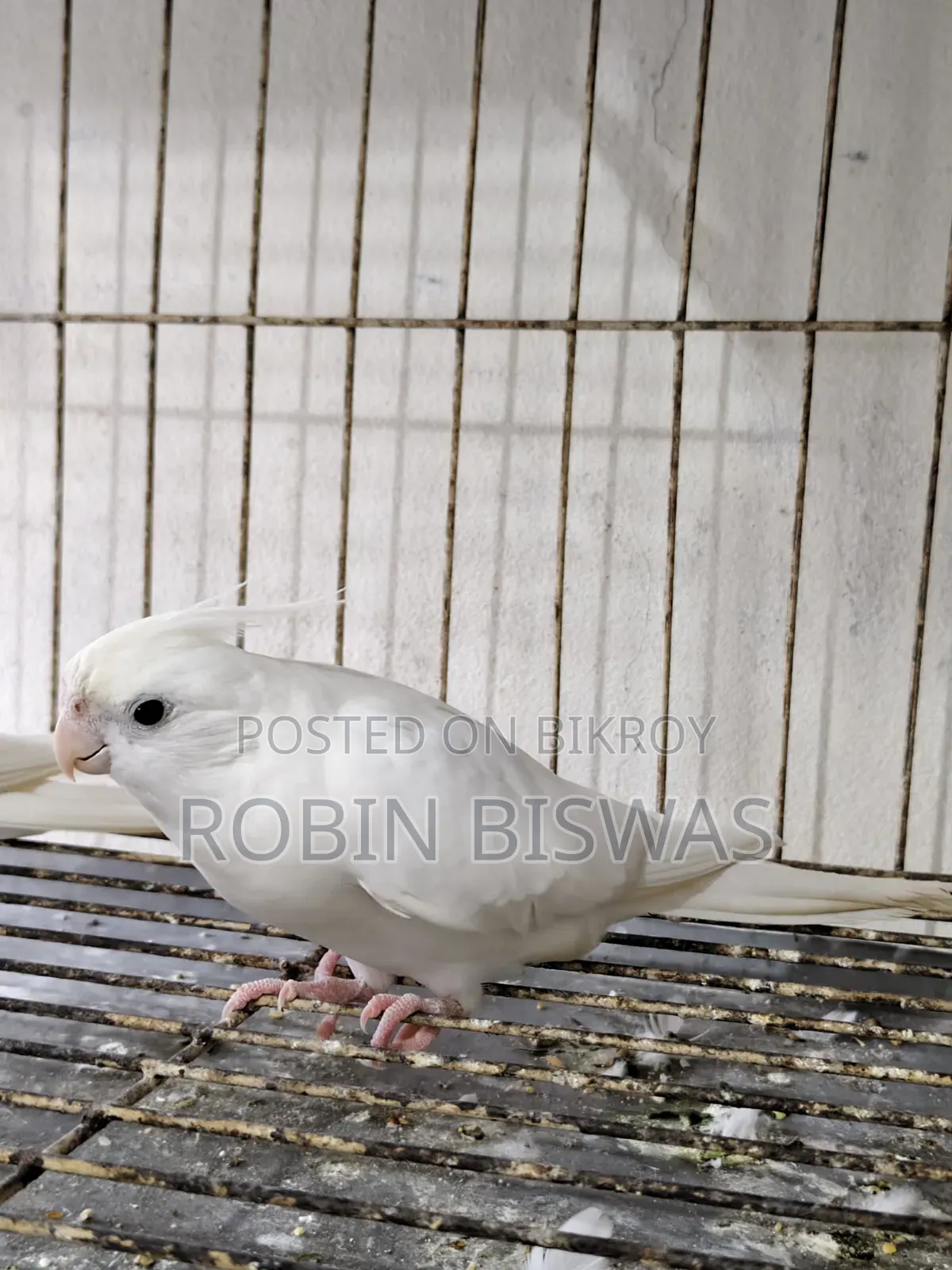 Albino Male