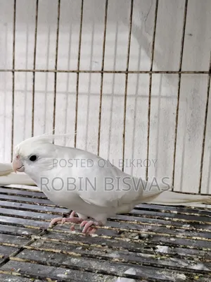 Albino Male