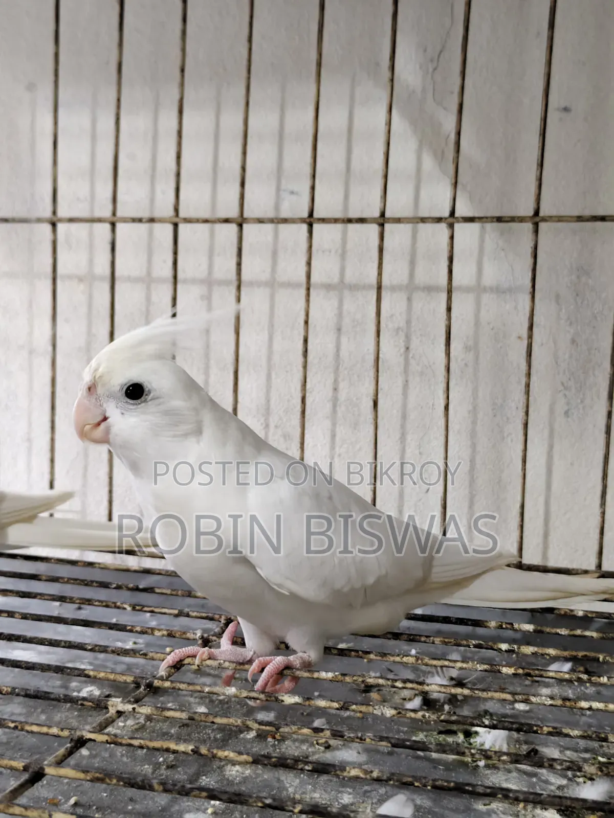 Albino Male