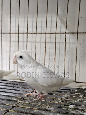 Albino Male