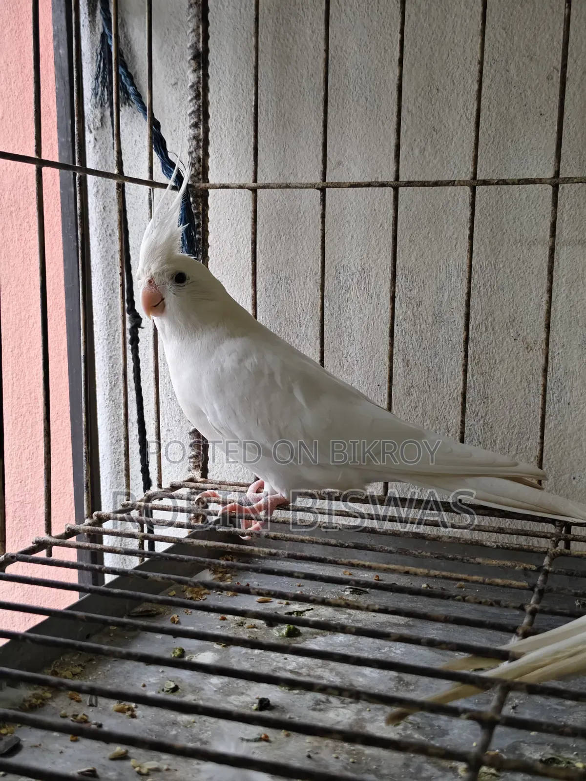 Albino Male